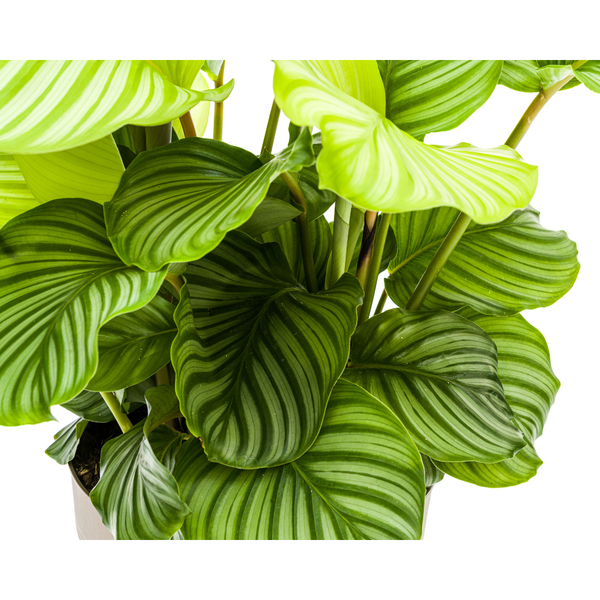 Calathea Orbifolia Ø27cm - ↕80cm