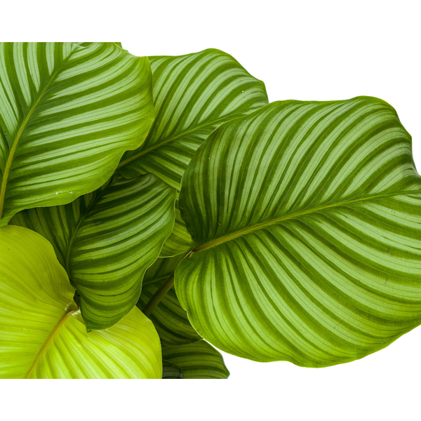 Calathea Orbifolia Ø27cm - ↕80cm