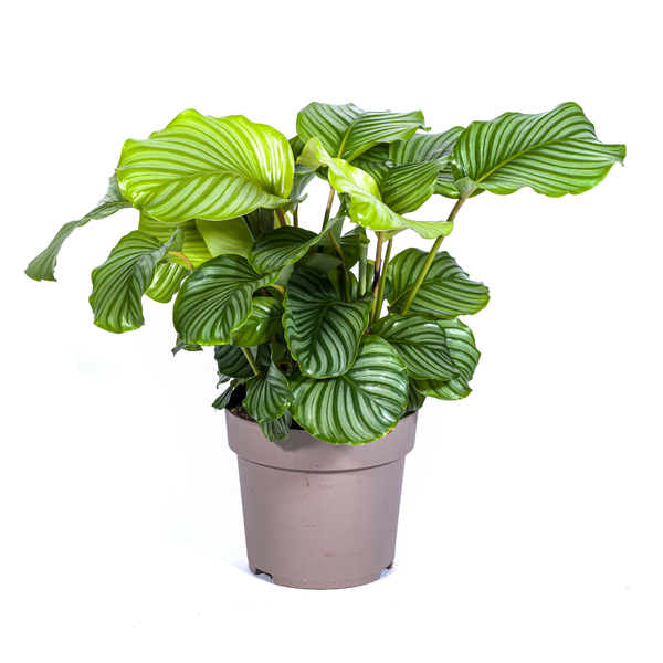 Calathea Orbifolia Ø27cm - ↕80cm