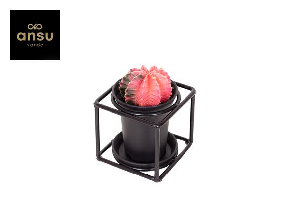 Cactus In Design Frame - Ø10cm - ↕12cm